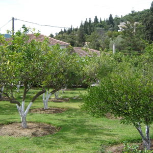St.Georgeshouses_Lygia_Lefkada_Ionian Island